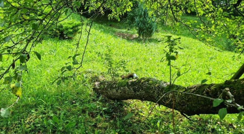 Vila Gigi, Ideala Pentru Relaxare Si Distractie! Breaza  Exterior photo